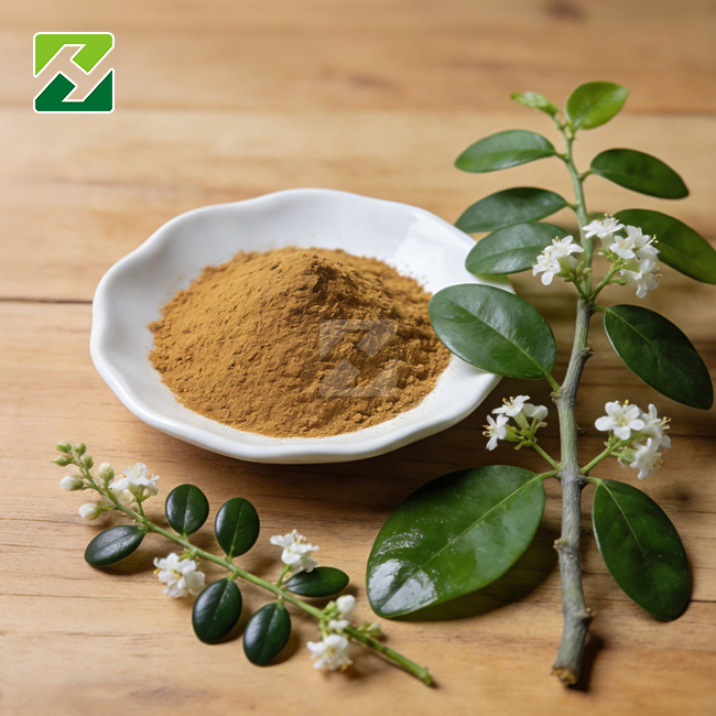 Gymnema Sylvestre Extract Powder